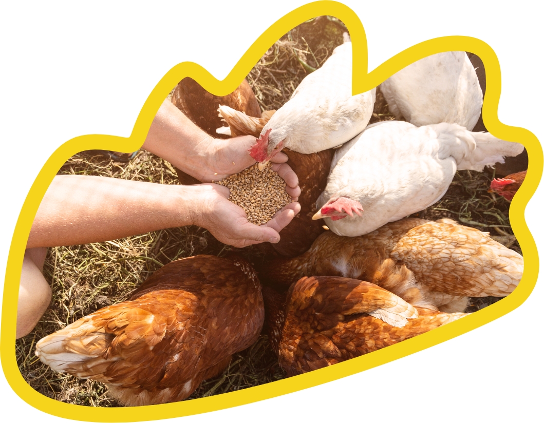 Fütterung von Hühnern mit der Hand